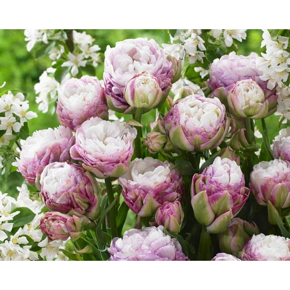 Peggy Wonder Double Late Tulip Bulbs for Planting - Easy to Grow Perennial Tulips (5 Bulbs)