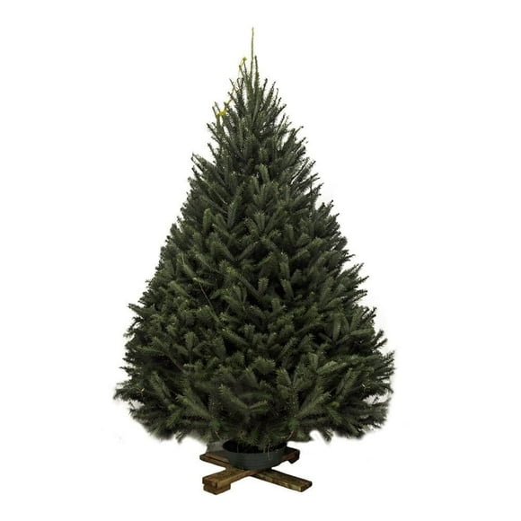 Árbol natural douglas 1.5 a 2.1 m