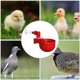 thumbnail image 4 of Moyic Bebedero de aves de corral de llenado automático, recipiente de plástico para gallinero, dispensador de agua reutilizable, accesorio para Jardín y Patio Moyic HA047918-00, 4 of 6