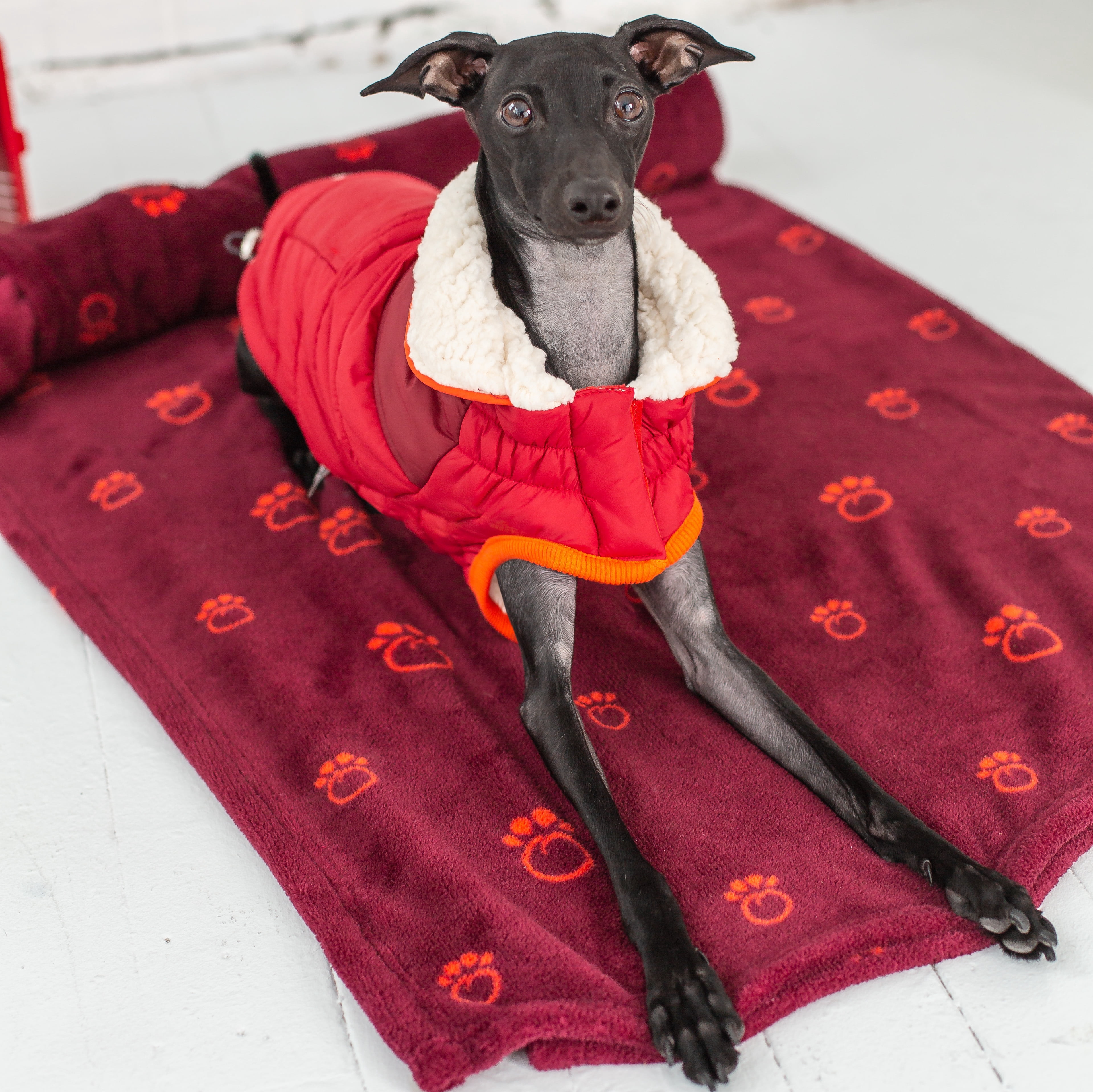 GF PET Scout Dog Jacket Winter Apparel Sport Style Elastofit Windproof Waterproof for Small Medium Large Dogs Pets, Red, 2XL