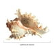 thumbnail image 2 of Btafrte Macetas Concha Mar Soporte Planta Aire Concha Natural Concha Marina para Exhibición, 2 of 9