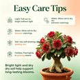 thumbnail image 2 of Desert Rose, Shade Plant for Gardens-Easy Grow-Low Maintenance-Ideal for Beds Borders, Plant Pots & Planters, 2 of 6