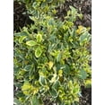 thumbnail image 4 of RedCrocus Silver King Japanese Euonymus | Evergreen Shrub for Borders, Hedges & Containers | Low Maintenance & Deer Resistant 3 Gallon, 4 of 18