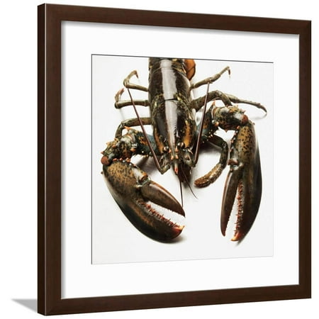 Lobster Framed Print Wall Art By Rainer Holz Walmart Com