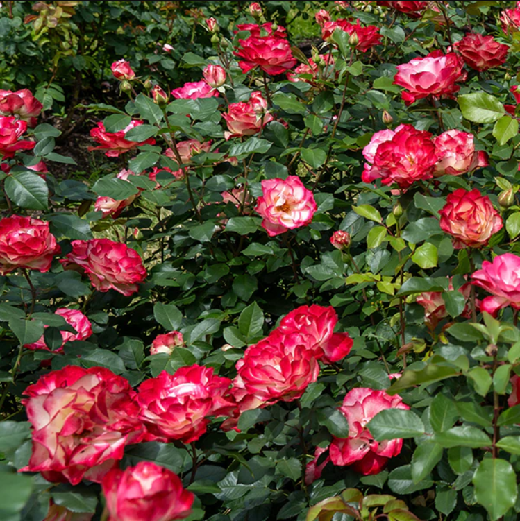 Cherry Parfait Rose Plant Live, Fragrant Hybrid Tea Rose Flowers Well Rooted Plant for Planting Indoor Outdoor, 4 to 8 Inch Tall, Ship No Pot