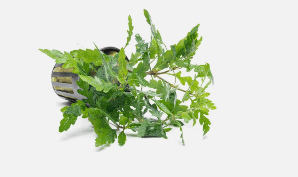 Hygrophila Pinnatifida Live Aquarium Plant – Single Bare Root Freshwater Aquatic Plant for Fish Tank Aquascaping