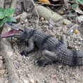 thumbnail image 3 of Original Wild Savage Crocodile Simulation Chinese Alligator Boar Croc Nile Crocodile Action Figures PVC Collection Kid Toy, 3 of 6