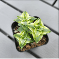 thumbnail image 5 of Crassula Perforata String of Buttons Variegata Succulent Live Plant 2 Inch for Indoor Outdoor Home Office Garden Decor, 5 of 6