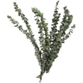 thumbnail image 3 of Naiovety 10PCS/Bundle Green Leaf Bouquet Dried Flower Real Home Branches Preserved Fresh Eucalyptus Shelf Decoration Long Life Decoración del hogar 40-50cm Naiovety HA039741-02, 3 of 6