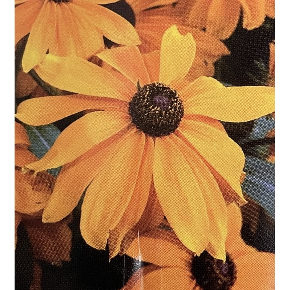 Marmalade Black-Eyed Susan - Rudbeckia hirta - 2.5" Pot