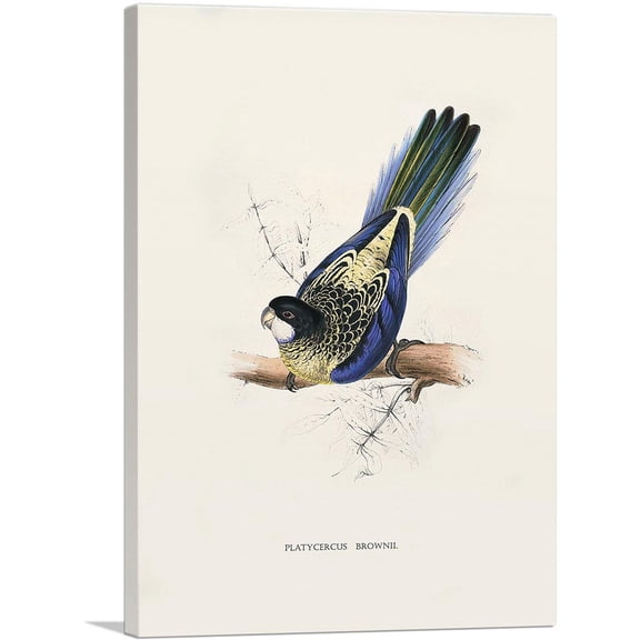 ARTCANVAS Brown's Parakeet Canvas Art Print by Edward Lear - Size: 12" x 8" (0.75" Deep)