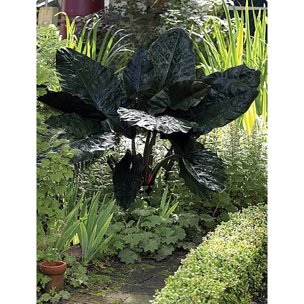 Black Elephant Ear 2 Bulbs 7/9" circ. - Alocasia plumbea nigra - Huge