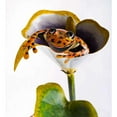 thumbnail image 2 of Wind & Weather Colorful Handcrafted Metal Frog on Flower Garden Stake - Cala Lily, 2 of 3