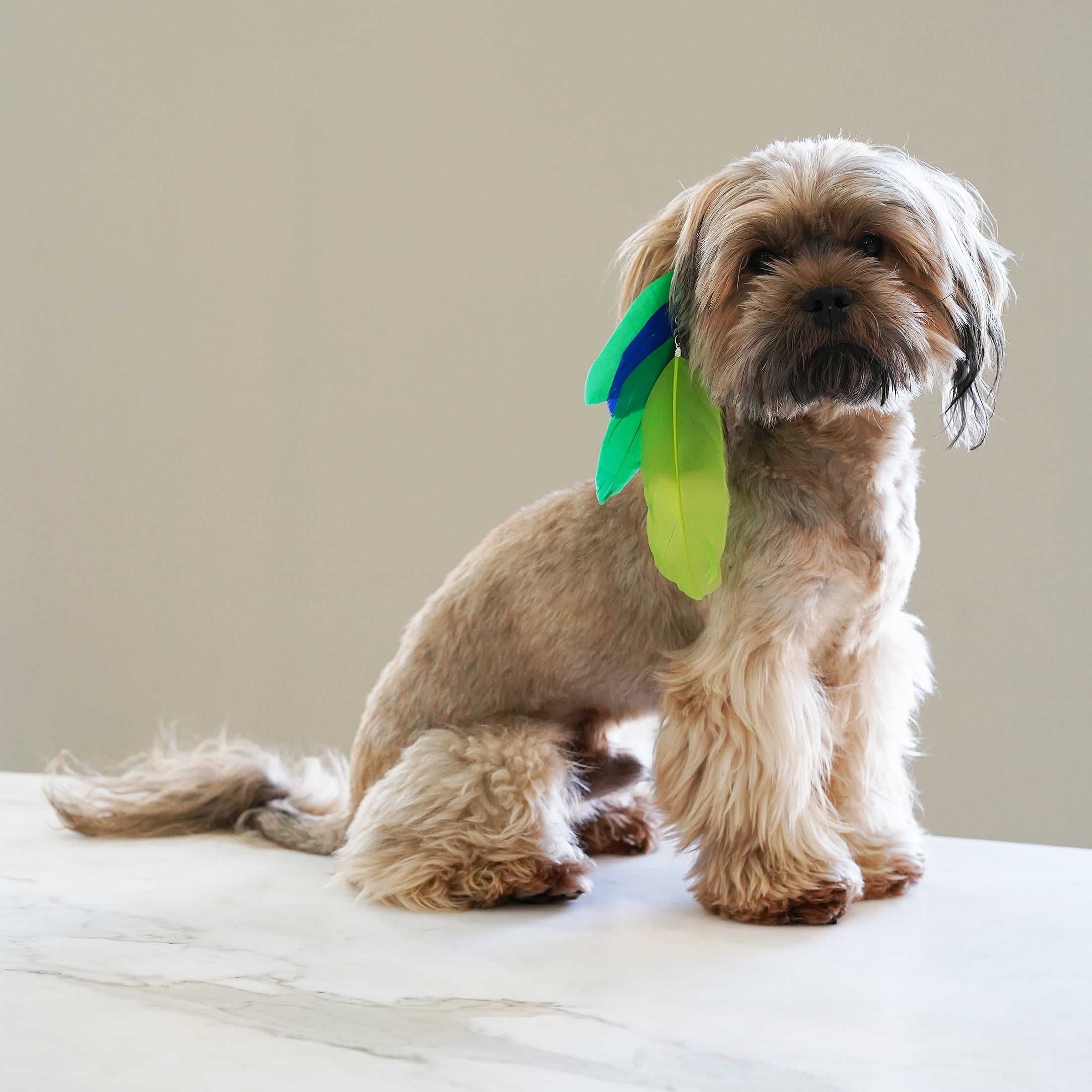 Justice Pet - Pet Accessories-Assorted Color Feather Furstension-Dog & Cat Pet Fur Extension (Assorted Color)-Easily Clips Into Pet Fur At Any Length