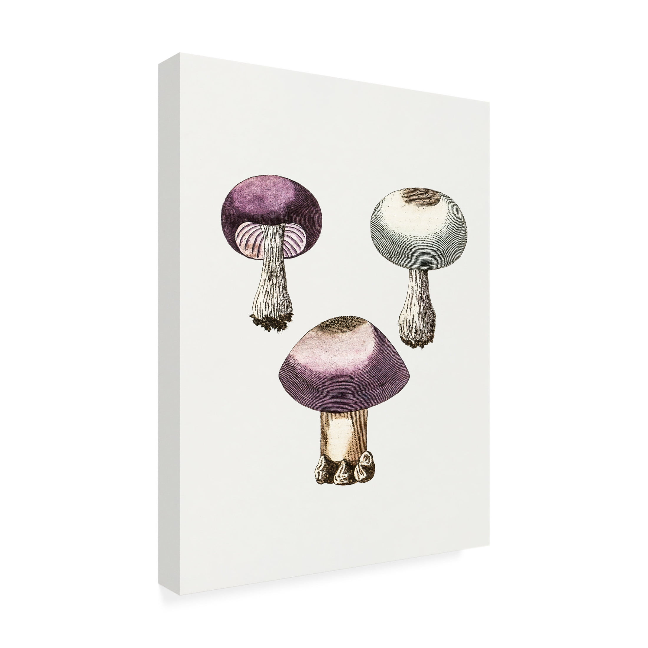 Trademark Fine Art Pictufy Hand Darwn Violet Webcap Mushroom Canvas Wall Art
