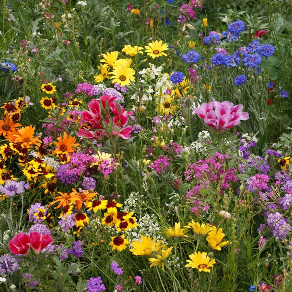 Outsidepride 1 lb. Dwarf, Short, Low Growing Wild Flower Seed Mix for All States