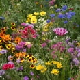 thumbnail image 2 of Outsidepride Low Grow Wild Flower Plant Seeds, Mix, 2 of 5