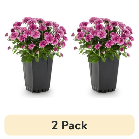 (2 pack) Expert Gardener 1.0PT Pink Mum Live Plant in Grower Pot