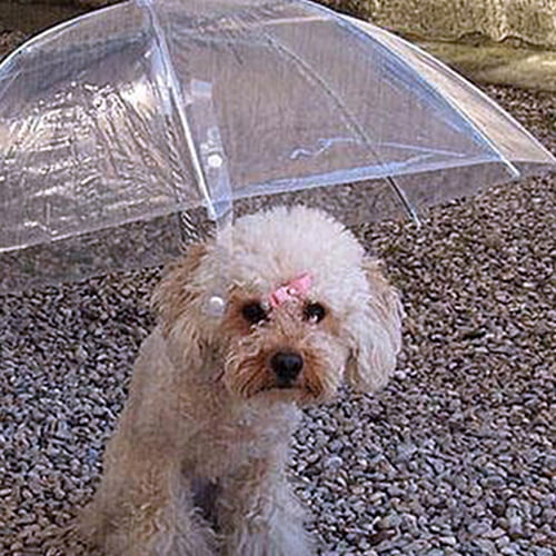 Cheers Dog Walking Waterproof Clear Cover Built In Leash Rain Sleet Snow Pet Umbrella Other