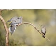 thumbnail image 2 of Kaveney, Wendy 32x23 Black Ornate Wood Framed with Double Matting Museum Art Print Titled - AZ, Curve-billed thrasher and mourning dove, 2 of 4