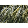 thumbnail image 2 of Urquhart, Elizabeth 24x17 Gold Ornate Wood Framed with Double Matting Museum Art Print Titled - Leafy III, 2 of 4