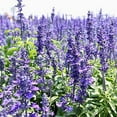 thumbnail image 3 of 30 Blue Hyssop Seeds Flower and Herb Seeds for Asian Garden and Containers, 3 of 4