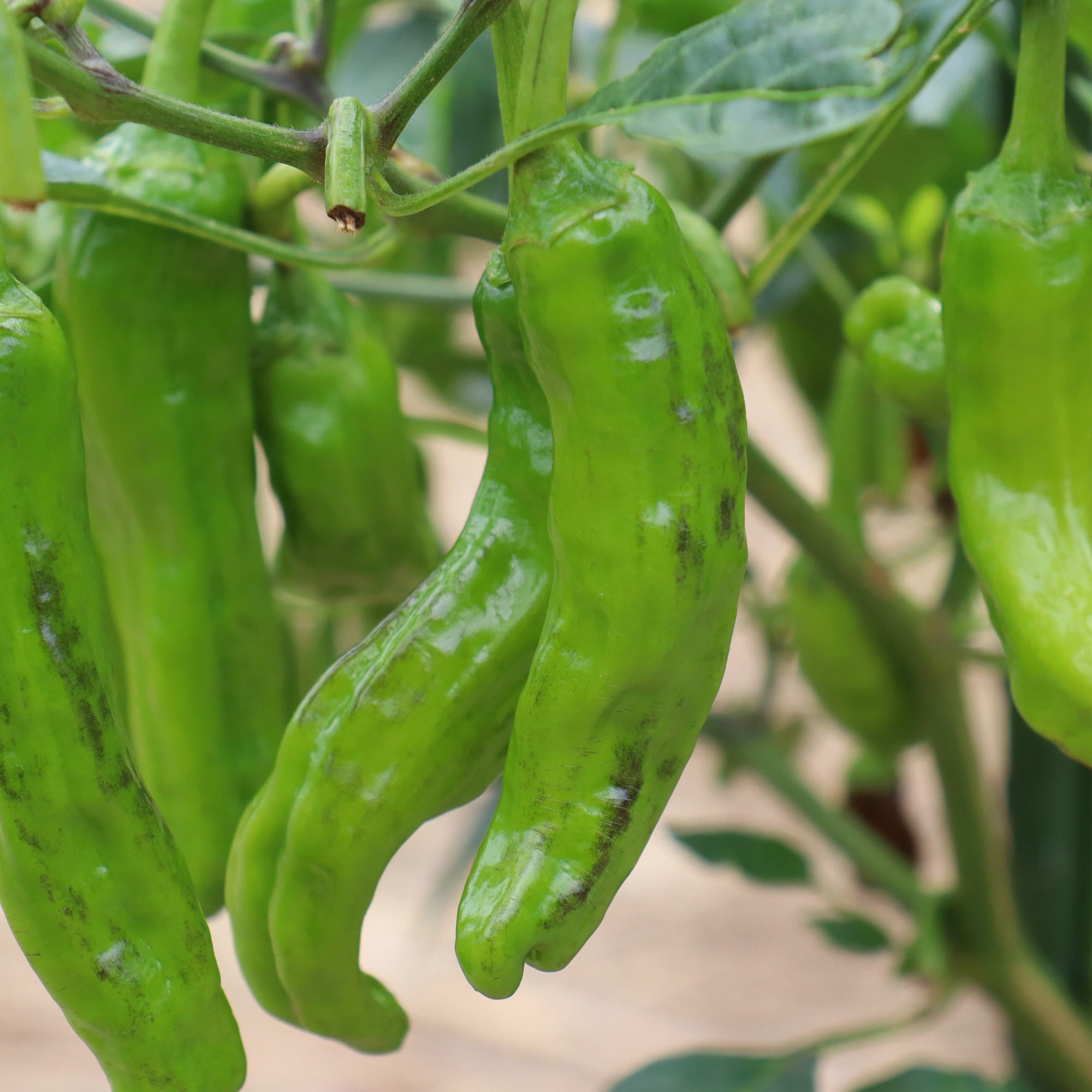 19.3 oz. 2-Pack Bonnie Plants Shishito Pepper