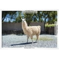 thumbnail image 3 of Llama in Purmamarca, Jujuy, Argentina, Animals Framed Art Print Wall Art by Anibal Trejo Sold by Art.Com, 3 of 6