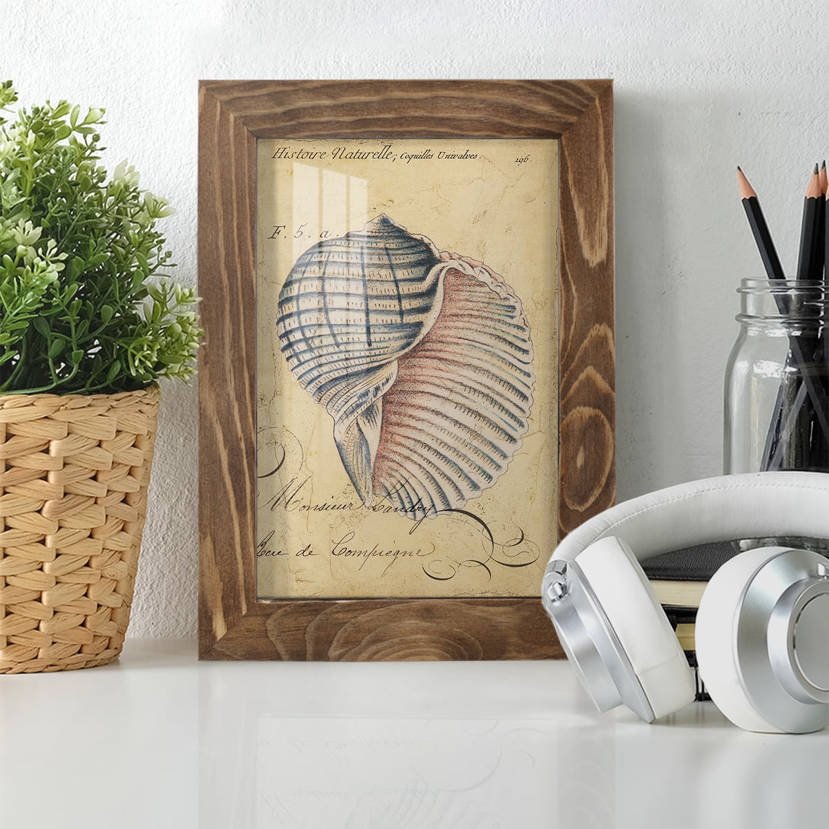 Seashell Ephemera V - Framed Print w/glass - Walnut
