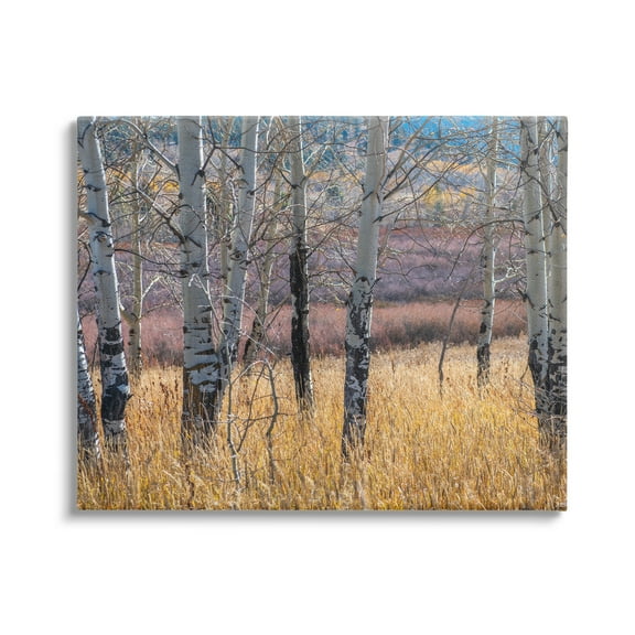 Stupell Industries Birch Trees Photography Nature Photography Gallery Wrapped Canvas Print Wall Art, 20 x 16