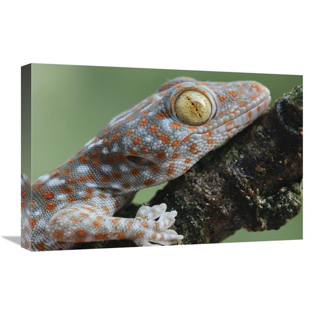 Art print POSTER CANVAS Eye of a Tokay Gecko 