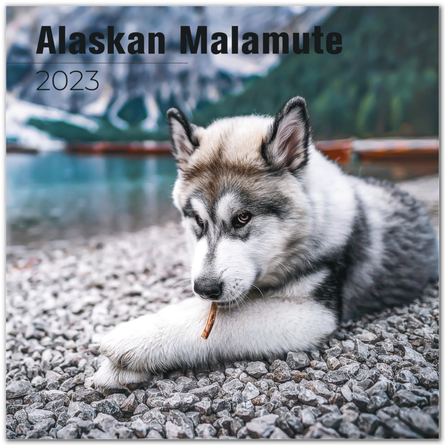 2022 2023 Alaskan Malamute Calendar - Dog Breed Monthly Wall Calendar - 12 x 24 Open - Thick No-Bleed Paper - Giftable - Academic Teacher's Planner Calendar Organizing & Planning - Made in USA