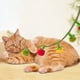 thumbnail image 1 of Juguete para Gatos con Forma de Tomate, Palo para Burlarse de Los Gatos, Juguete Contraproducente para Gatos, Herramienta de Autoentretenimiento con Cascabeles., 1 of 6