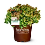 Southern Living Plant Collection Abelia Kaleidoscope Live Shrub (2 Gallon)