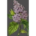 thumbnail image 3 of Vision Studio 16x24 Black Modern Framed Museum Art Print Titled - 30x18 Midnight Garden Varieties V (ASH), 3 of 5
