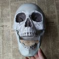 thumbnail image 3 of CNKOO Halloween  Artificial Skull Head Model Skull Bone Scary Horror Skeleton Ornament, 3 of 5