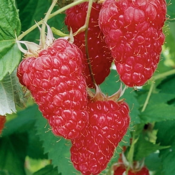 Direct Gardening Crimson Blush Raspberry Bush Potted Fruit Bearing Starter Plant Grown in a 4 Inch Pot, 1 Per Offer