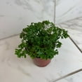 thumbnail image 2 of Aralia Ming, 4" Plant, The Plant Farm, 2 of 5