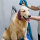 thumbnail image 5 of Billuyoard Pet Grooming Earmuffs High-Elasticity Noise-proof Ear Calming Windproof Travel Beauty Puppy Cover Accessories Tool Suministros para perros No.2, 5 of 6