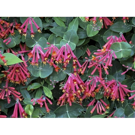 Major Wheeler Honeysuckle Vine - Perennial - Lonicera - 2.5