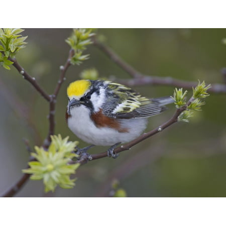 Close-up of Male Chestnut-Sided Warbler on Tree Limb,  Pt. Pelee National Park, Ontario, Canada Print Wall Art By Arthur (Morris Chestnut Best Man)