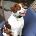 thumbnail image 2 of Up Country Bee Pattern Dog Collar, Large (15 to 21 inches) 1 Inch Wide Width, 2 of 3