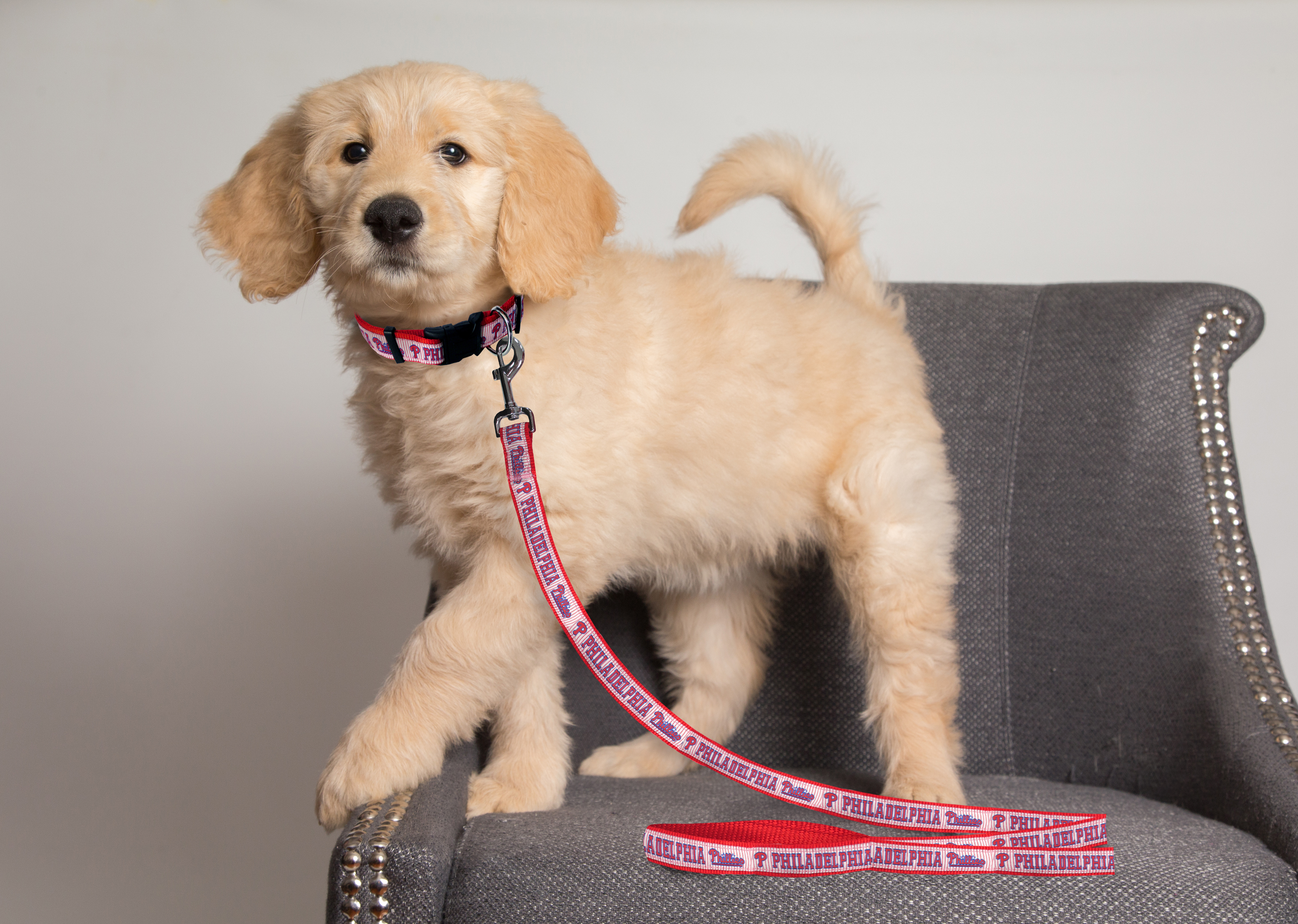 Pets First MLB Philadelphia Phillies Cats and Dogs Durable Pet Leash, Small