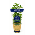 thumbnail image 4 of Fresh Potted Mint, 1 Each, 4 of 7