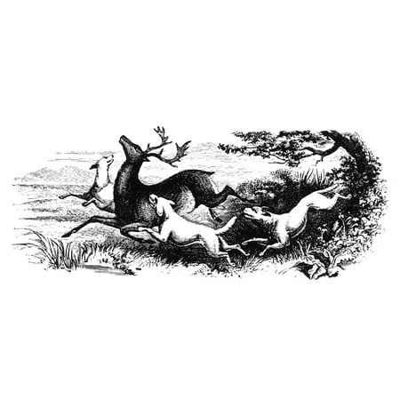 Dogs Hunting Deer Na Deer Attacked By A Pack Of Wild Dogs Engraving 19Th Century Poster Print by Granger