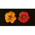 thumbnail image 2 of Geyman, Vitaly 14x9 Black Ornate Wood Framed with Double Matting Museum Art Print Titled - Nasturtiums Duet, 2 of 4