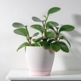 thumbnail image 5 of Peperomia Thailand | Baby Rubber Plant, 5 of 9