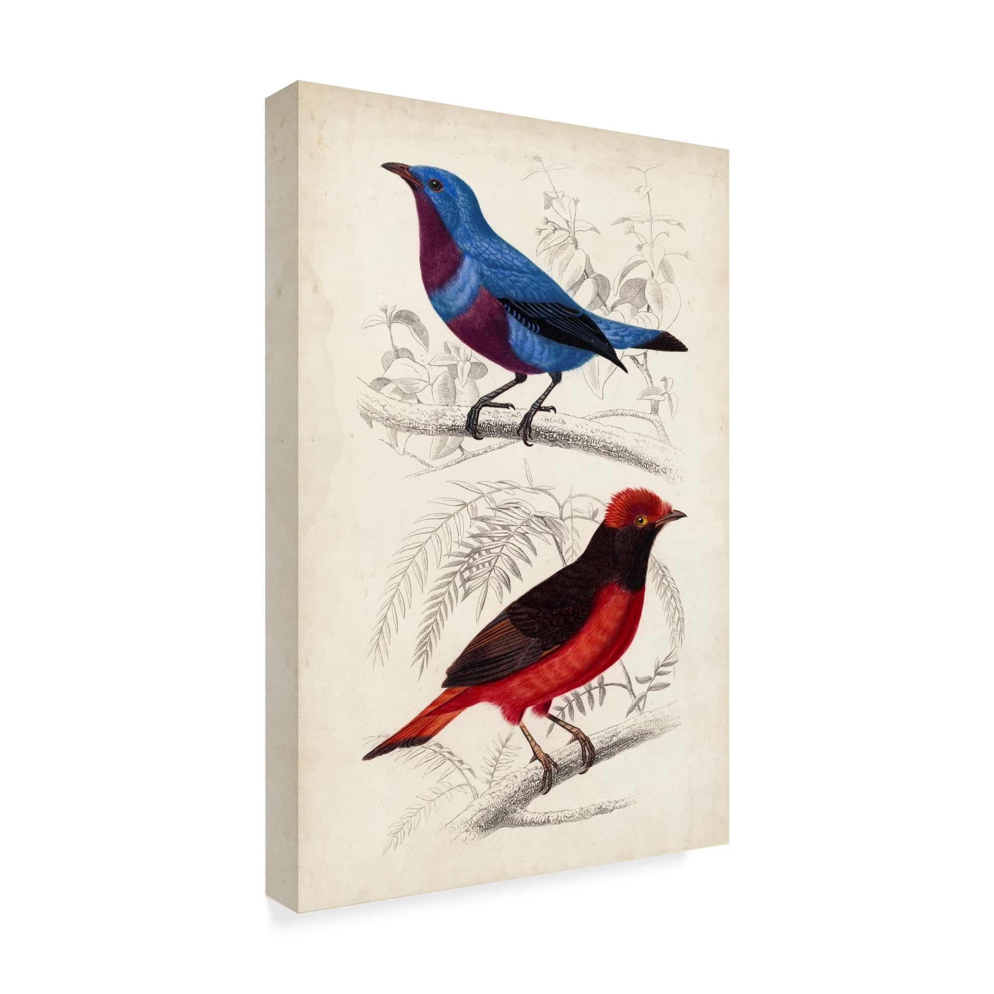 Trademark Fine Art 'D'Orbigny Birds II' Canvas Art by M. Charles D'Orbigny