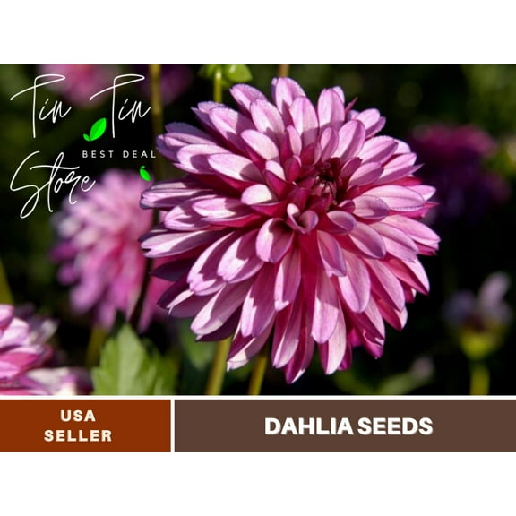 40  Seeds| Hugs N Kisses Dahlia Perennial Seeds - | Seeds, Herbal Seeds, Flower Seeds, GMO Free, Authentic Seed#D056