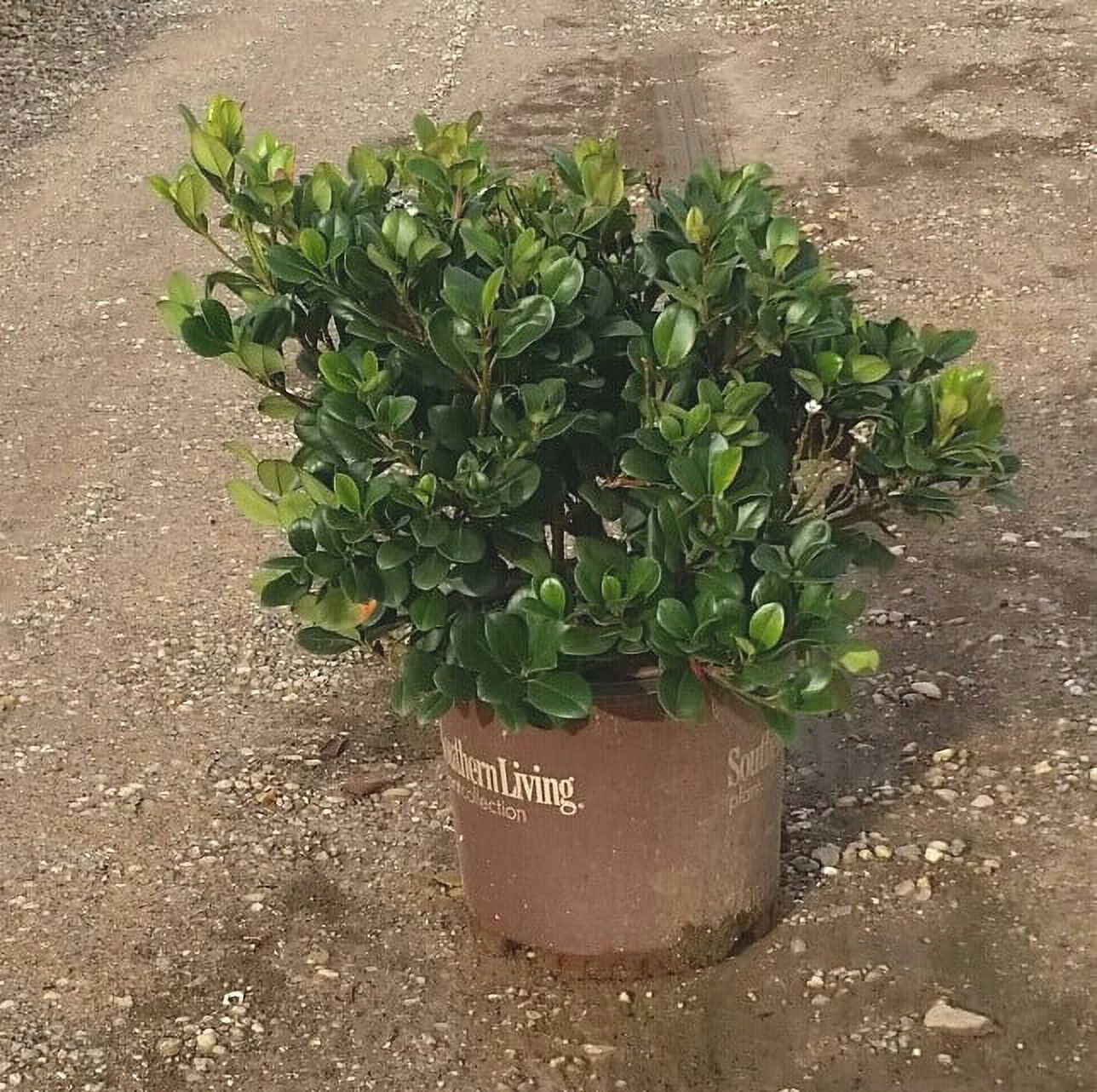 Southern Living Spring Sonata Indian Hawthorne Live Shrub in 3-Gallon Grower Pot